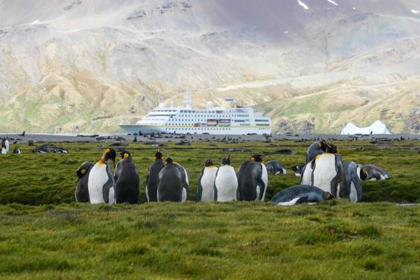 MS HAMBURG, Fortuna Bay South Georgia, Südgeorgien, und Pressebild, Presse  Juni 2023 Plantours Kreuzfahrten Von Kap zu Kap