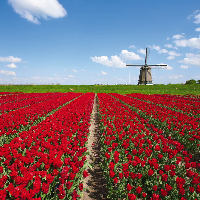 Saisoneröffnung: Zur Tulpenblüte nach Holland