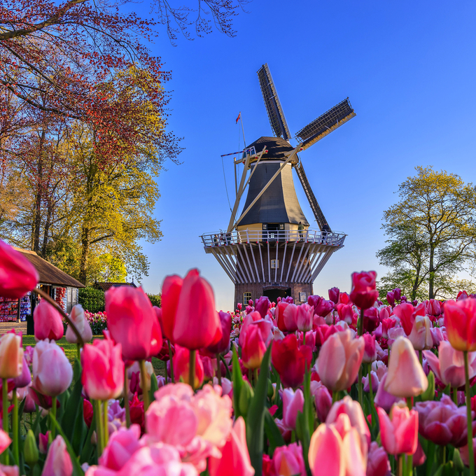 Amsterdam & das IJsselmeer zur Tulpenzeit