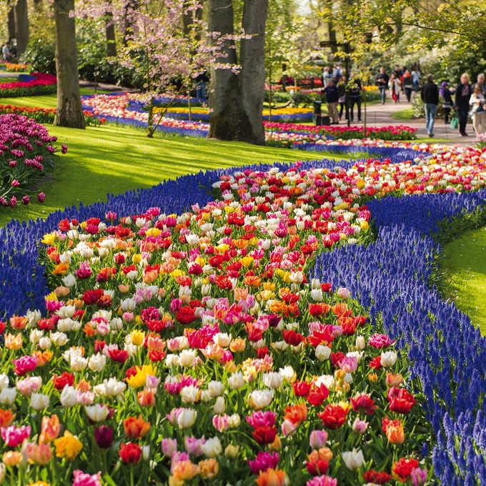 Tulpenzauber und Keukenhof erleben